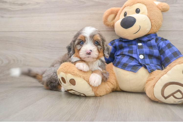 Petite Mini Bernedoodle Poodle Mix Pup