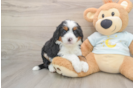 Mini Bernedoodle Puppy for Adoption