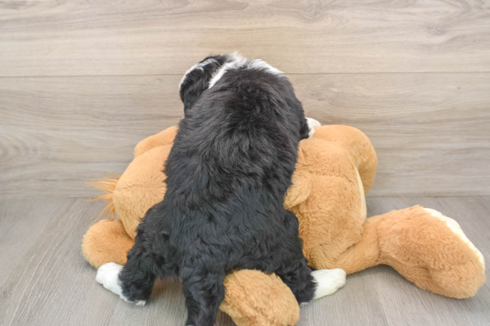 Energetic Mini Bernadoodle Poodle Mix Puppy