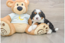 Hypoallergenic Bernese Doodle Poodle Mix Puppy