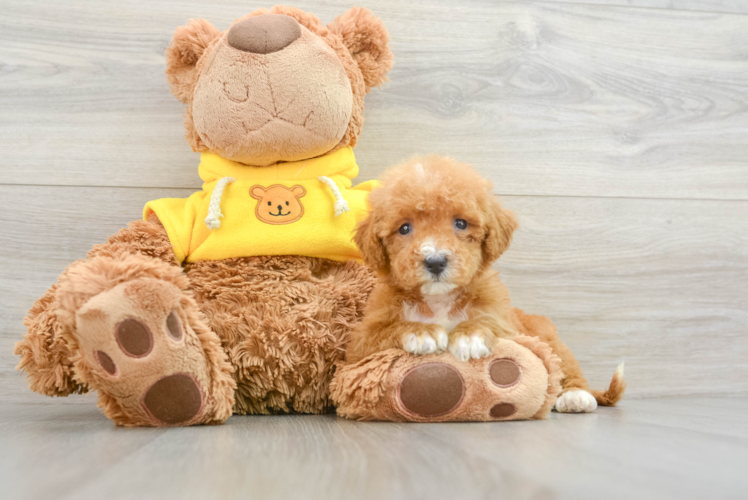 Best Mini Bernedoodle Baby