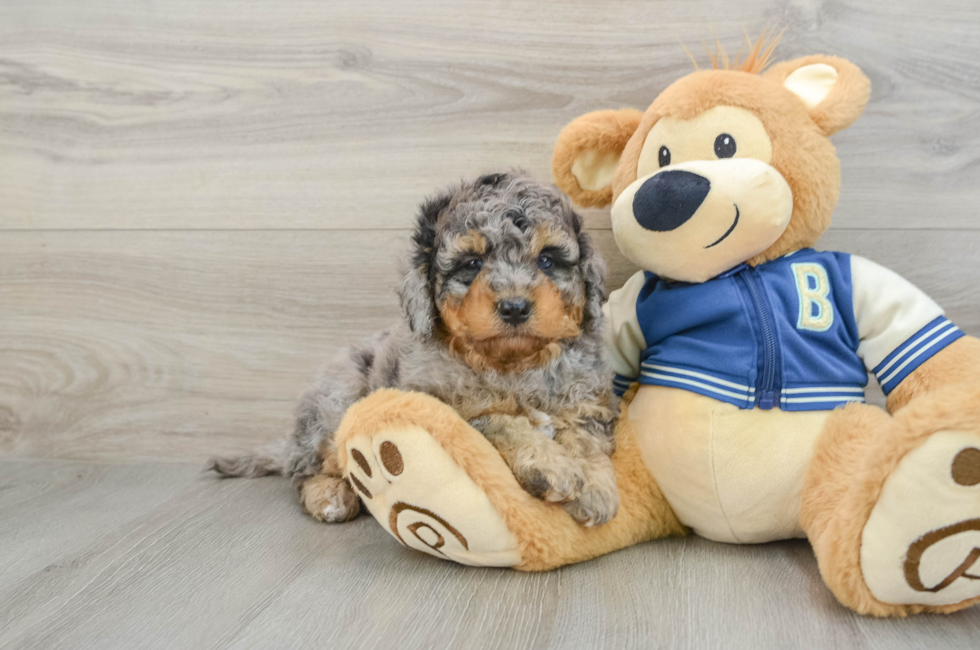 5 week old Mini Bernedoodle Puppy For Sale - Simply Southern Pups