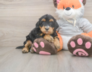 6 week old Mini Bernedoodle Puppy For Sale - Simply Southern Pups