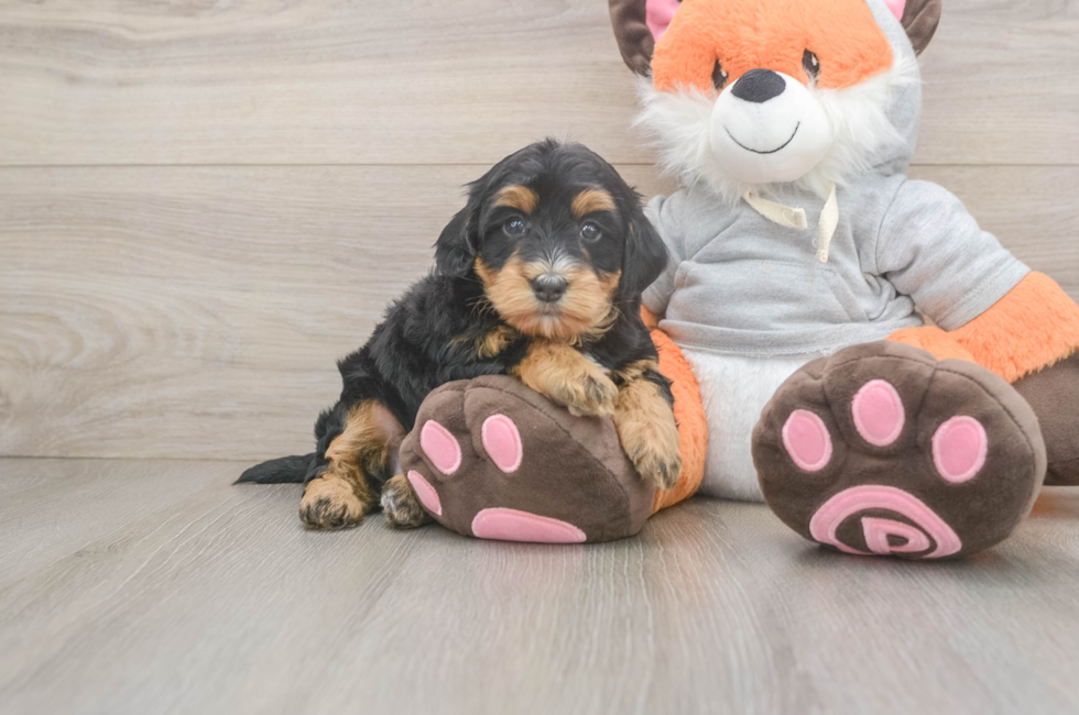 5 week old Mini Bernedoodle Puppy For Sale - Simply Southern Pups