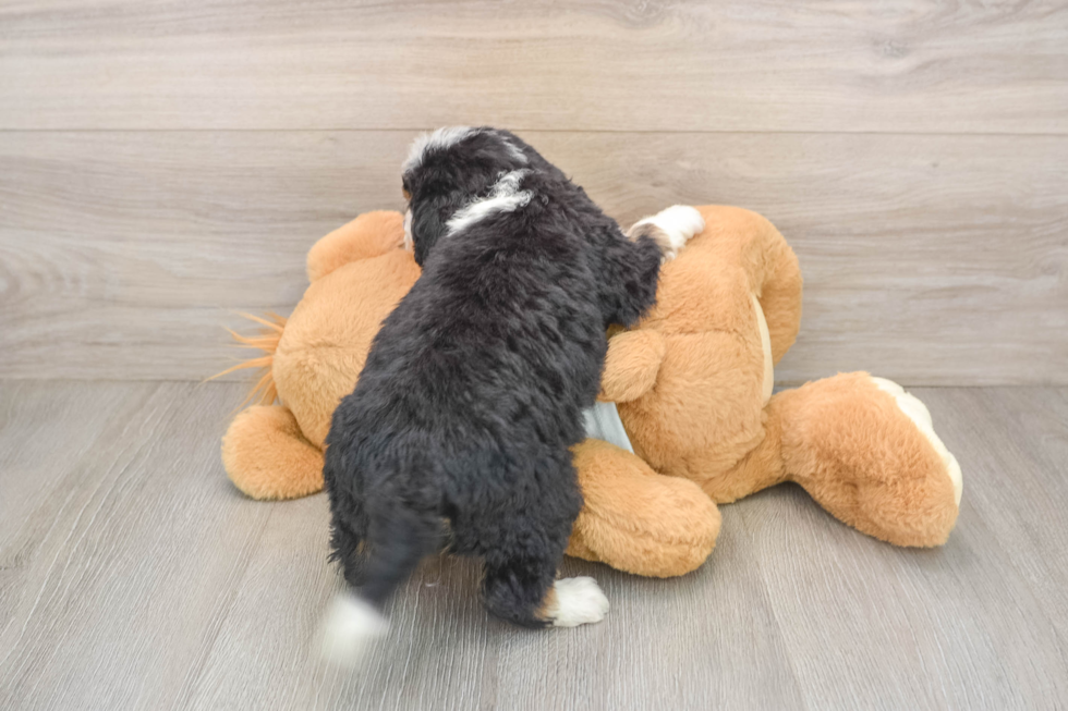 Mini Bernedoodle Pup Being Cute