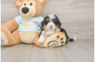 Playful Mini Bernese Poodle Poodle Mix Puppy