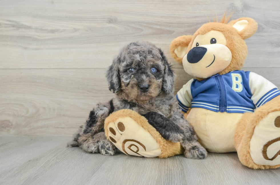 5 week old Mini Bernedoodle Puppy For Sale - Simply Southern Pups