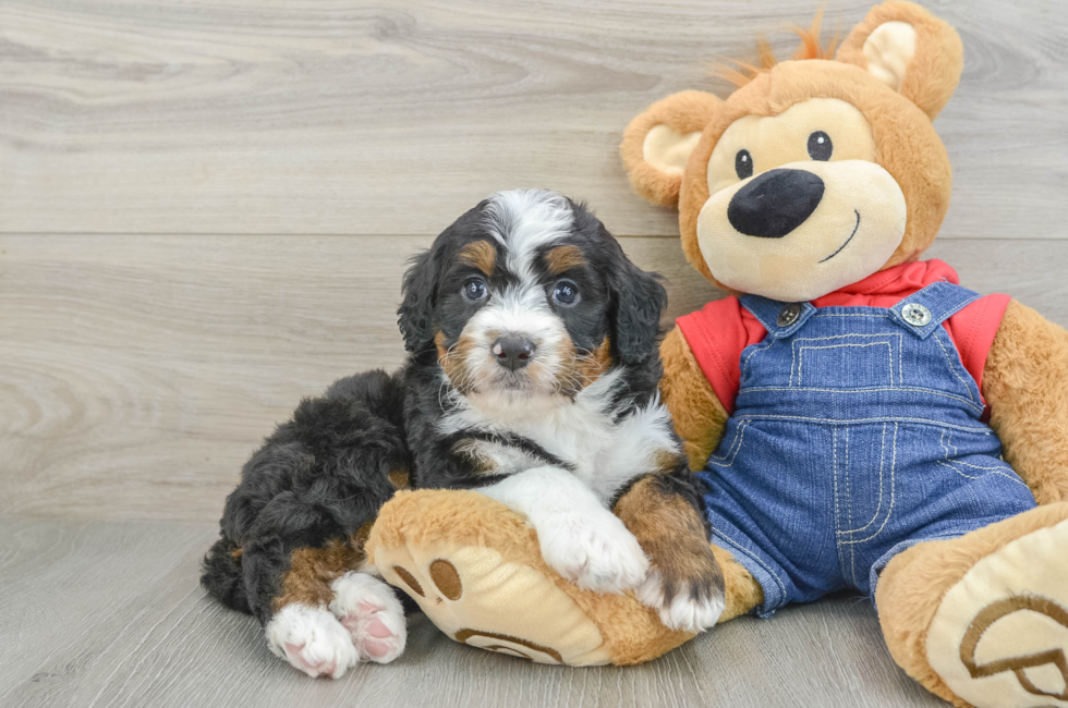 6 week old Mini Bernedoodle Puppy For Sale - Simply Southern Pups