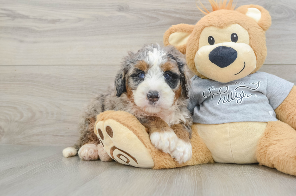 5 week old Mini Bernedoodle Puppy For Sale - Simply Southern Pups