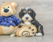 8 week old Mini Bernedoodle Puppy For Sale - Simply Southern Pups