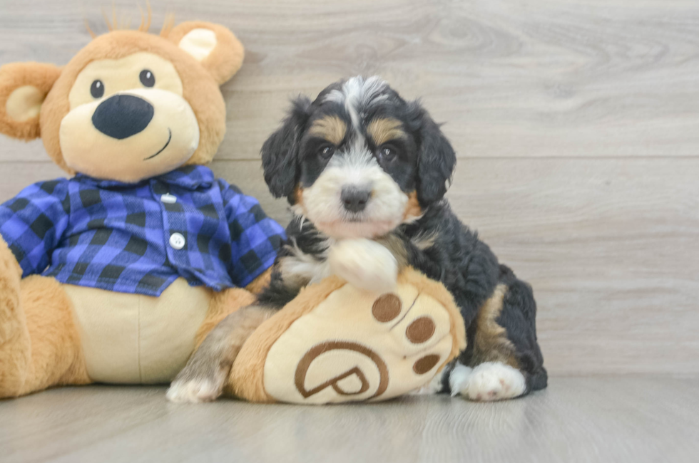 5 week old Mini Bernedoodle Puppy For Sale - Simply Southern Pups