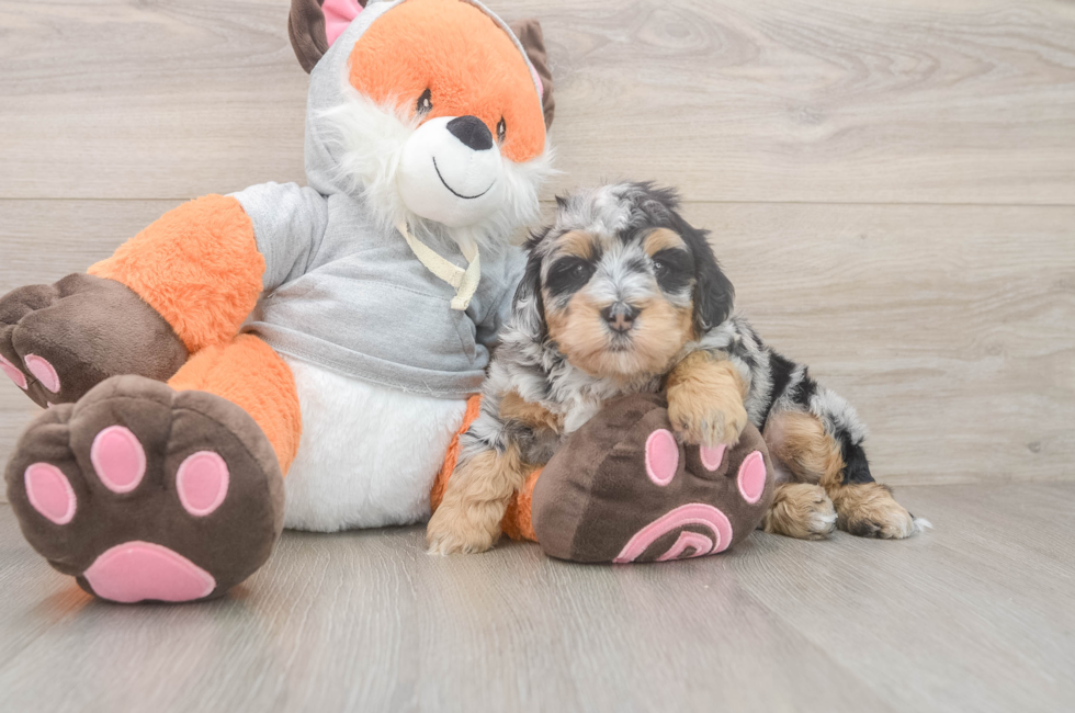 5 week old Mini Bernedoodle Puppy For Sale - Simply Southern Pups