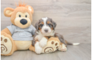 Mini Bernedoodle Pup Being Cute