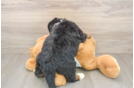Mini Bernedoodle Puppy for Adoption