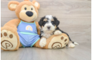 Best Mini Bernedoodle Baby