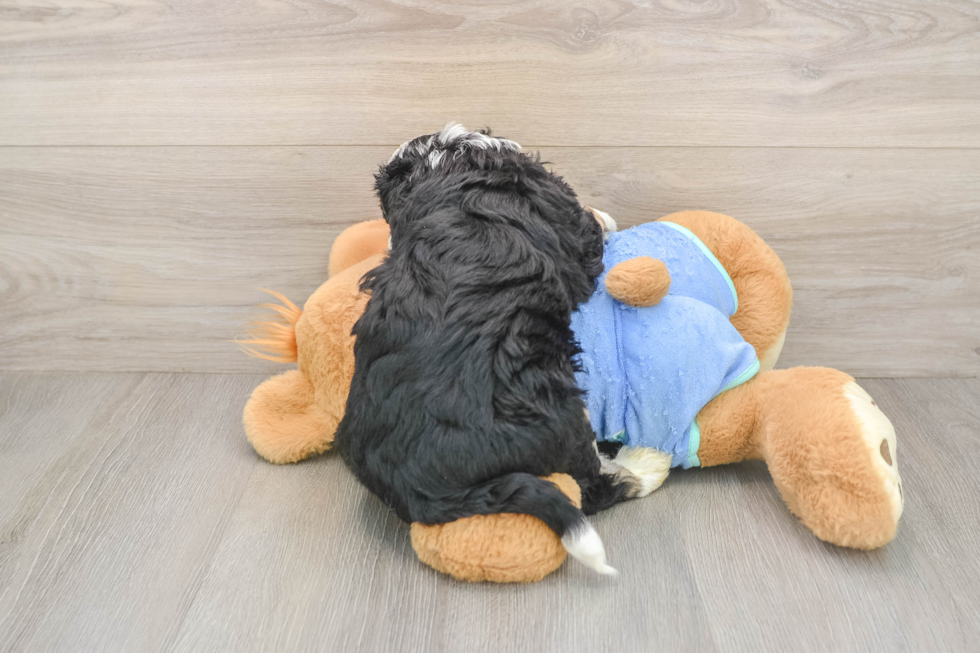 Hypoallergenic Mini Bernepoo Poodle Mix Puppy