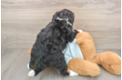 Mini Bernedoodle Pup Being Cute