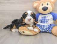 6 week old Mini Bernedoodle Puppy For Sale - Simply Southern Pups