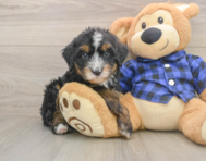 7 week old Mini Bernedoodle Puppy For Sale - Simply Southern Pups