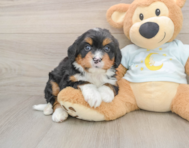 5 week old Mini Bernedoodle Puppy For Sale - Simply Southern Pups