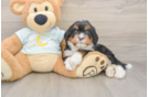 Best Mini Bernedoodle Baby