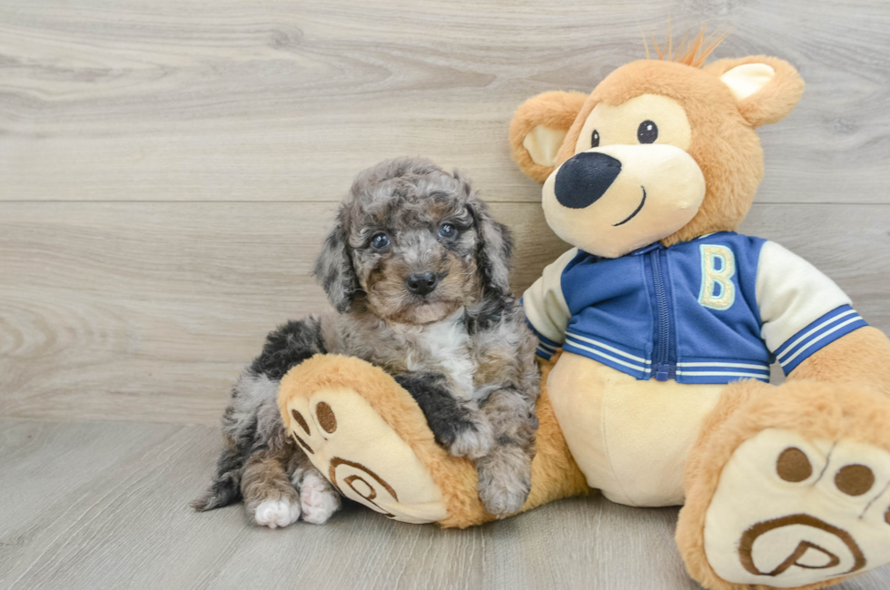 5 week old Mini Bernedoodle Puppy For Sale - Simply Southern Pups