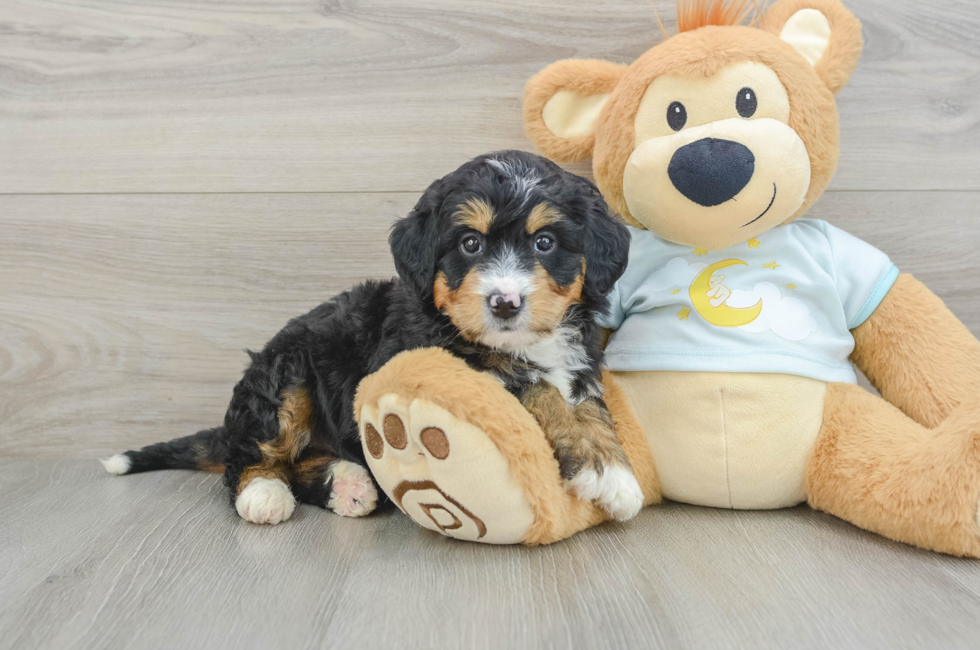 6 week old Mini Bernedoodle Puppy For Sale - Simply Southern Pups