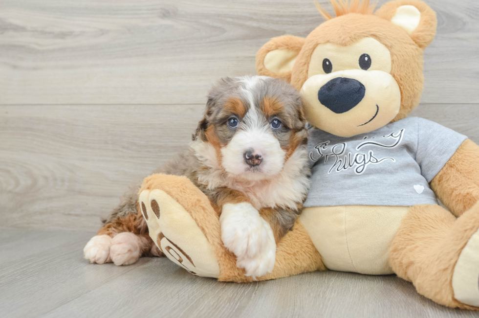 5 week old Mini Bernedoodle Puppy For Sale - Simply Southern Pups