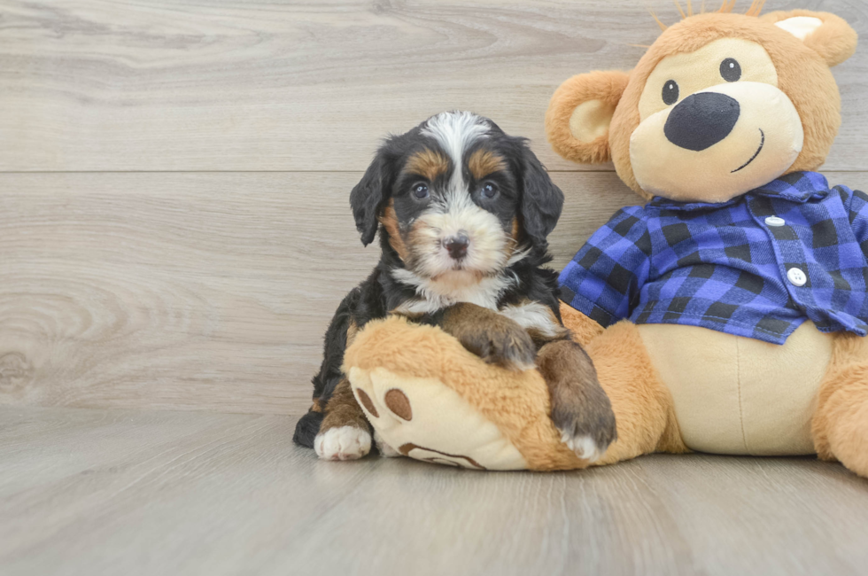 5 week old Mini Bernedoodle Puppy For Sale - Simply Southern Pups