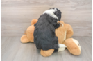 Mini Bernedoodle Puppy for Adoption