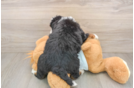 Sweet Mini Bernedoodle Baby