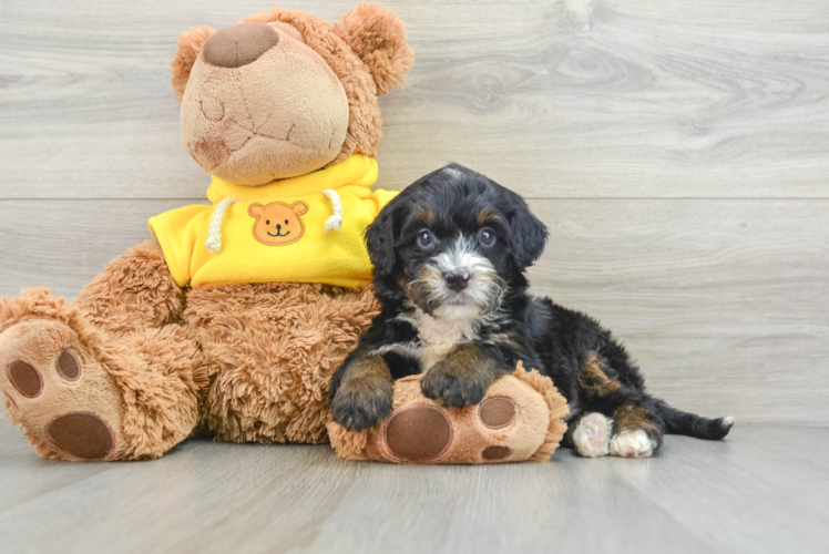 Mini Bernedoodle Pup Being Cute