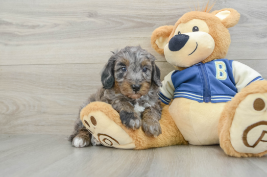 Fluffy Mini Bernedoodle Poodle Mix Pup