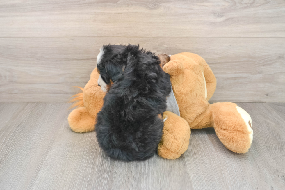 Energetic Mini Bernepoo Poodle Mix Puppy