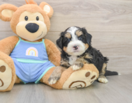7 week old Mini Bernedoodle Puppy For Sale - Simply Southern Pups