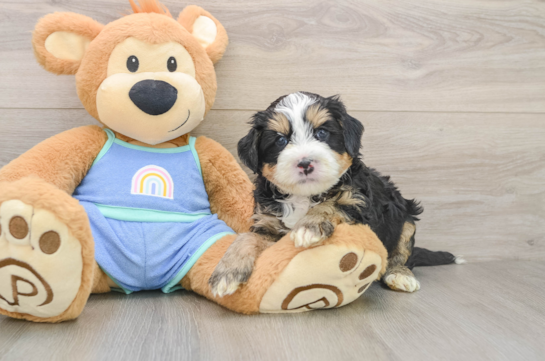 Mini Bernedoodle Puppy for Adoption