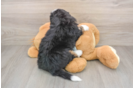 Popular Mini Bernedoodle Poodle Mix Pup