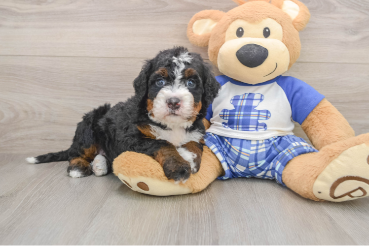 Fluffy Mini Bernedoodle Poodle Mix Pup