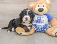 7 week old Mini Bernedoodle Puppy For Sale - Simply Southern Pups
