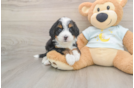 Funny Mini Bernedoodle Poodle Mix Pup