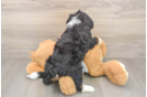 Best Mini Bernedoodle Baby