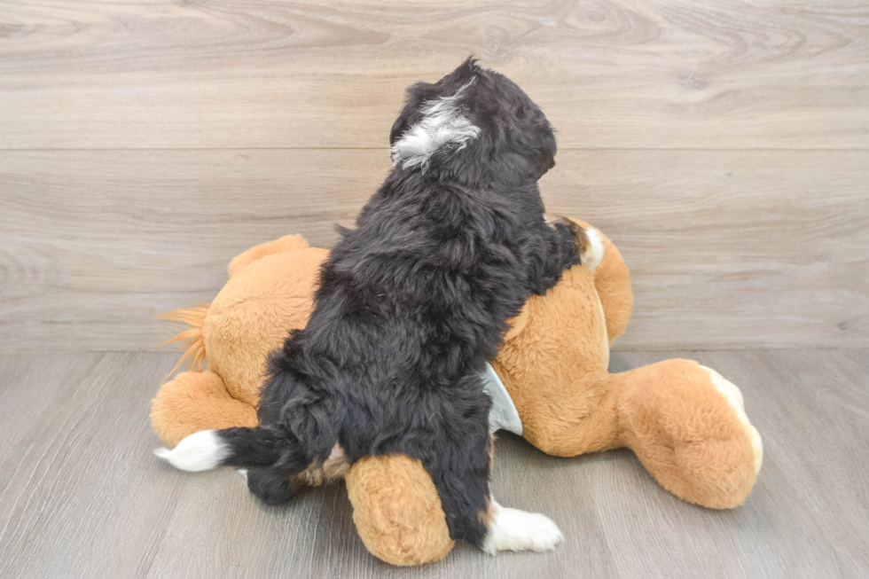 Best Mini Bernedoodle Baby