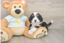Happy Mini Bernedoodle Baby