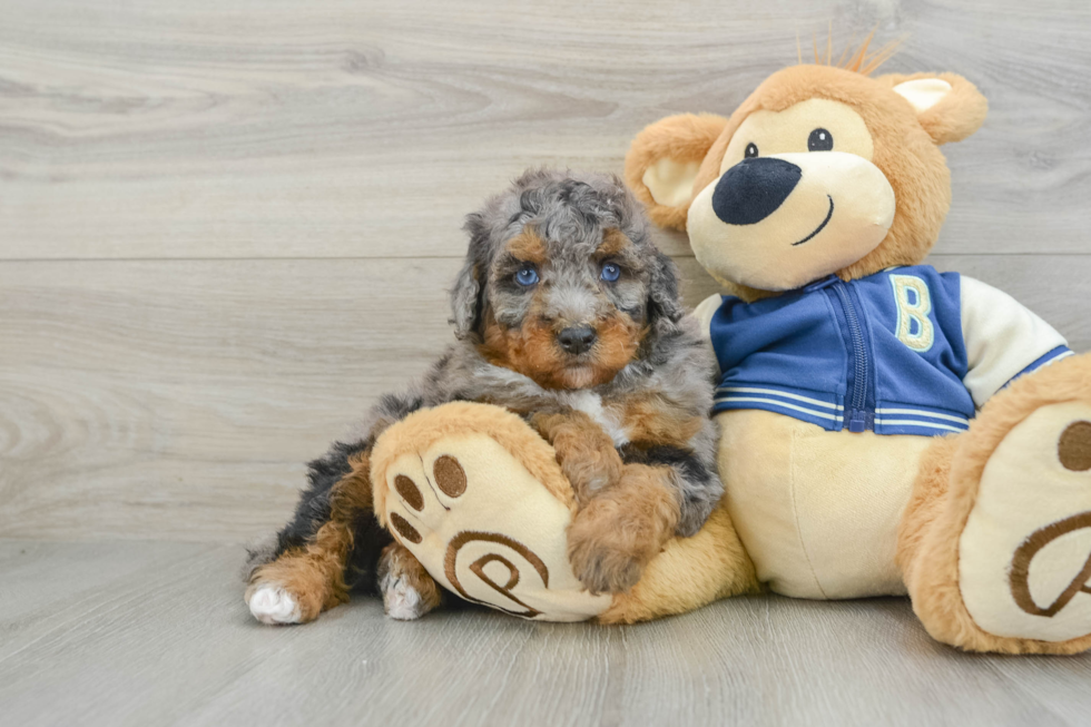 Fluffy Mini Bernedoodle Poodle Mix Pup