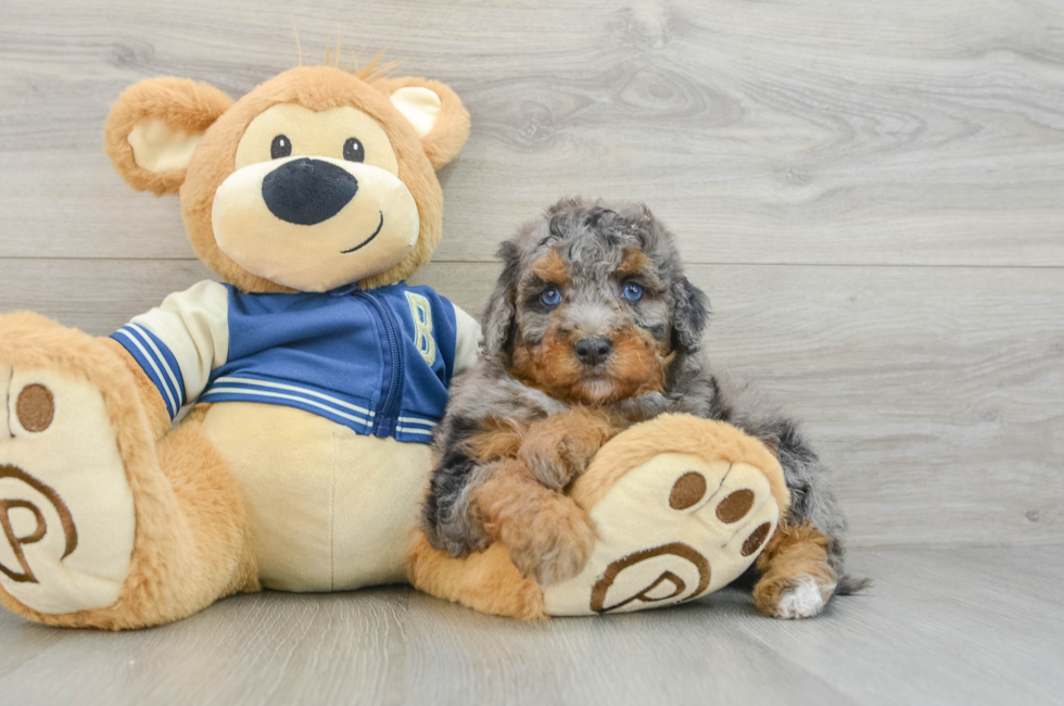 5 week old Mini Bernedoodle Puppy For Sale - Simply Southern Pups