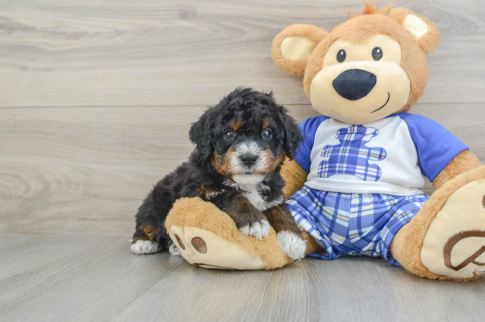5 week old Mini Bernedoodle Puppy For Sale - Simply Southern Pups