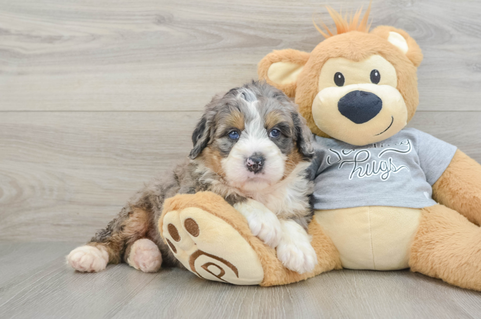 5 week old Mini Bernedoodle Puppy For Sale - Simply Southern Pups