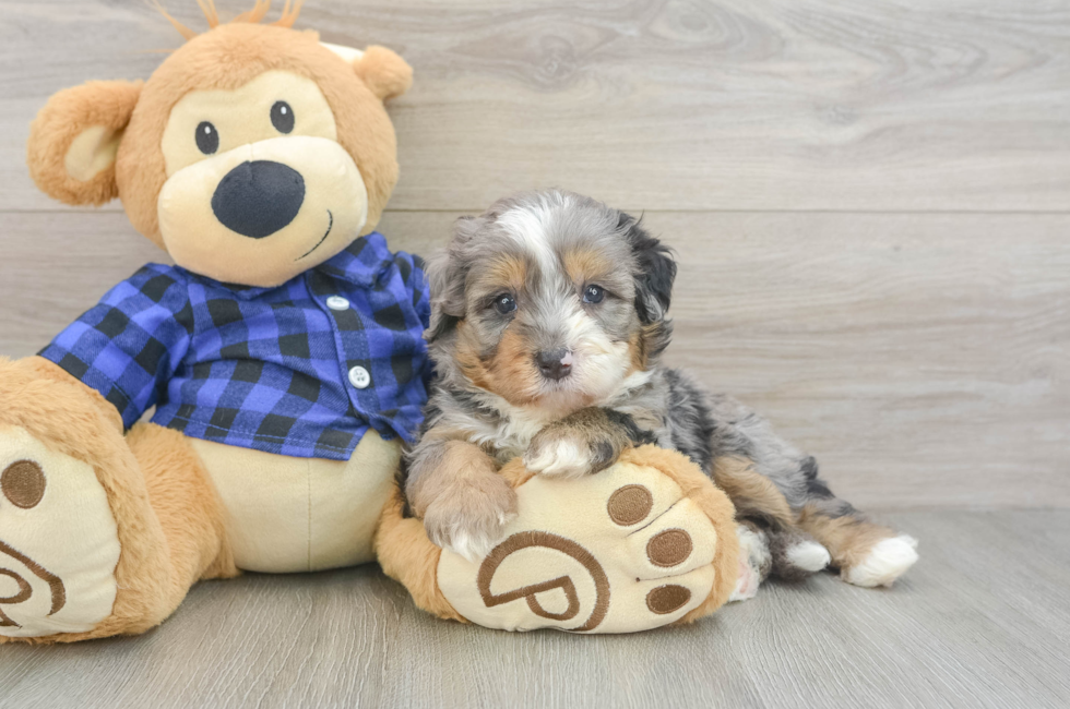 5 week old Mini Bernedoodle Puppy For Sale - Simply Southern Pups
