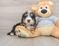 7 week old Mini Bernedoodle Puppy For Sale - Simply Southern Pups