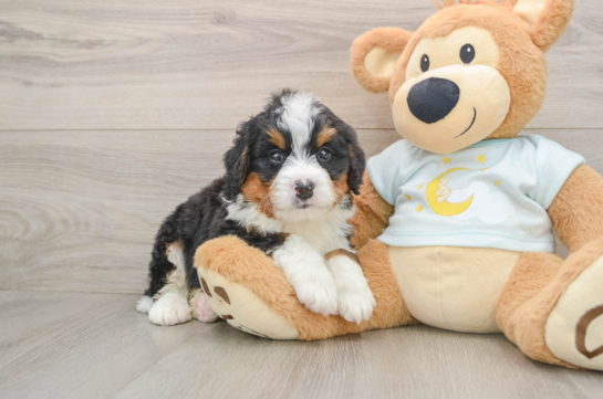 Funny Mini Bernedoodle Poodle Mix Pup